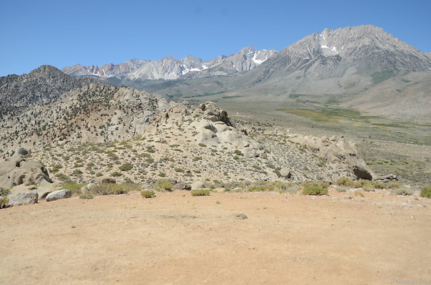 DND 9828
